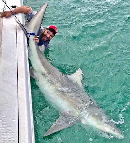 Lemon shark sight fishing on Biscayne Bay flats